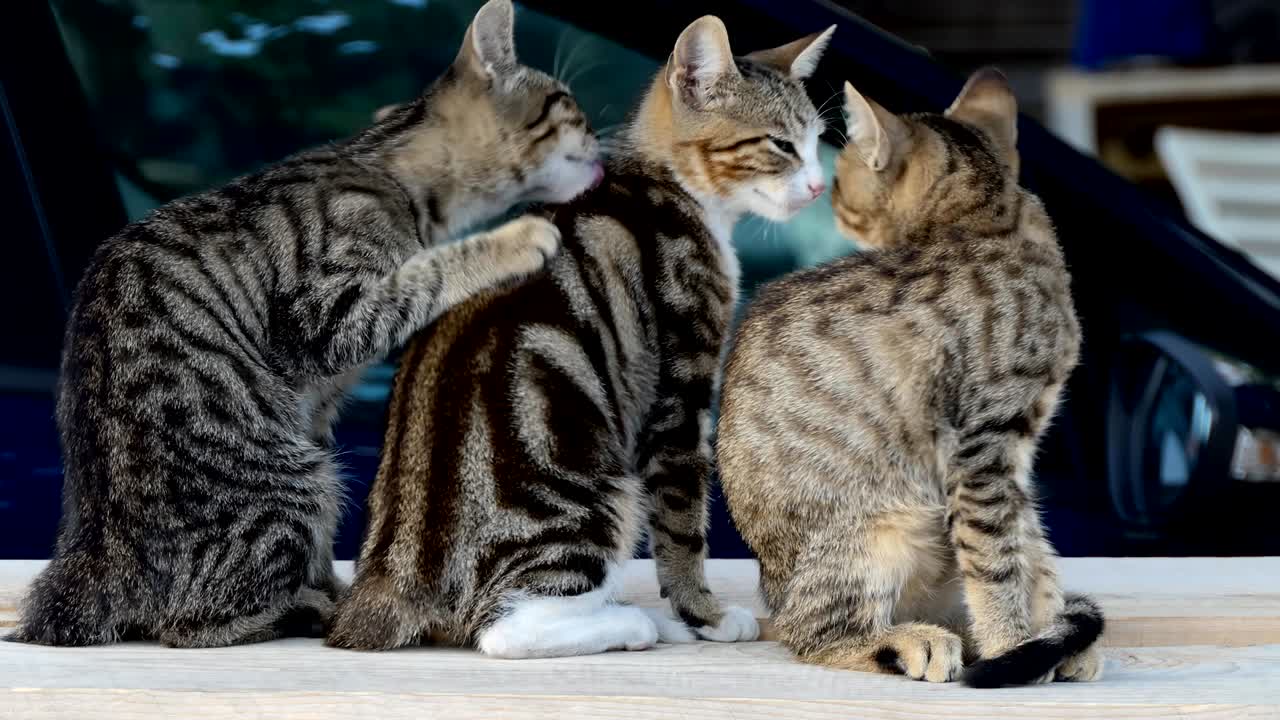 três gatos jovens e amorosos a aconchegar-se e a cuidar um do outro.