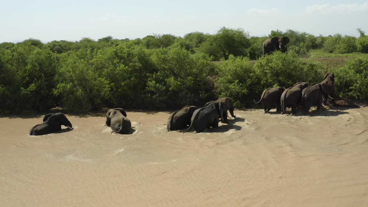 elefantes saliendo de un pozo de agua turbio en el desierto africano, tanzania