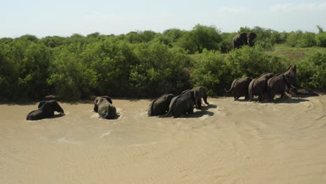 elefantes saliendo de un pozo de agua turbio en el desierto africano, tanzania