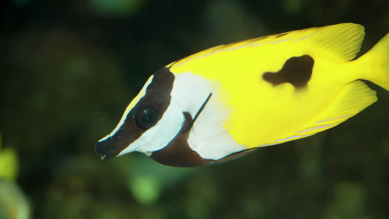 Plettet rævefisk eller sortplettet rævefisk eller enkeltplettet rævefisk, nærbillede.