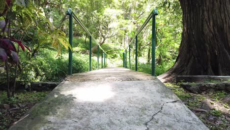 drone ascending through handrails surrounded by forest trees, revealing sunlight filtering through the canopy