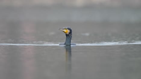 a cormorant swimming around on a lake in the sunshine before diving into the water to go fishing