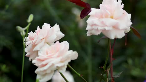 a rose blooming in a lush garden