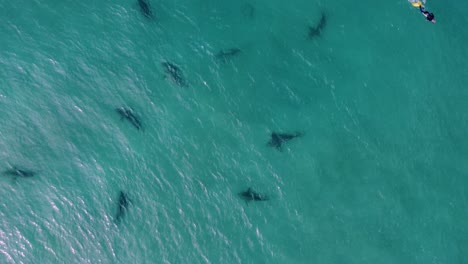 Person,-Die-In-Der-Nähe-Von-Gefährlichen-Haien-Im-Tropischen-Meerwasser-Schwimmt---Luftbild