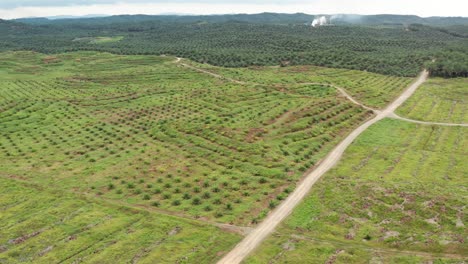 a long travelling aerial shot above à new oil palm plantation near a older palm plantation in malaysia, at distance smoke of a factory