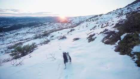 Alaskan-Malamute-Walking-Through-Snowy-Mountain-Path-in-Trondheim-Norway-In-Sunset---medium-shot