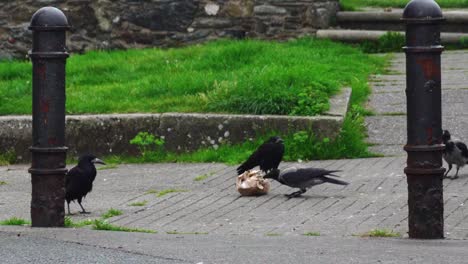 Flock-of-crows-eating-garbage-at-dusk