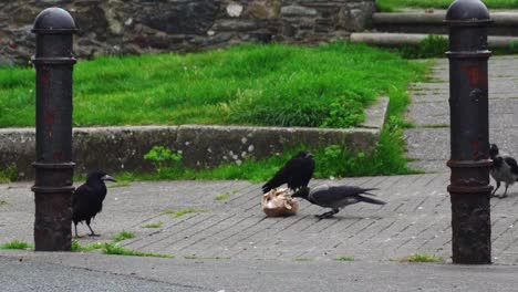 flock of crows eating garbage at dusk