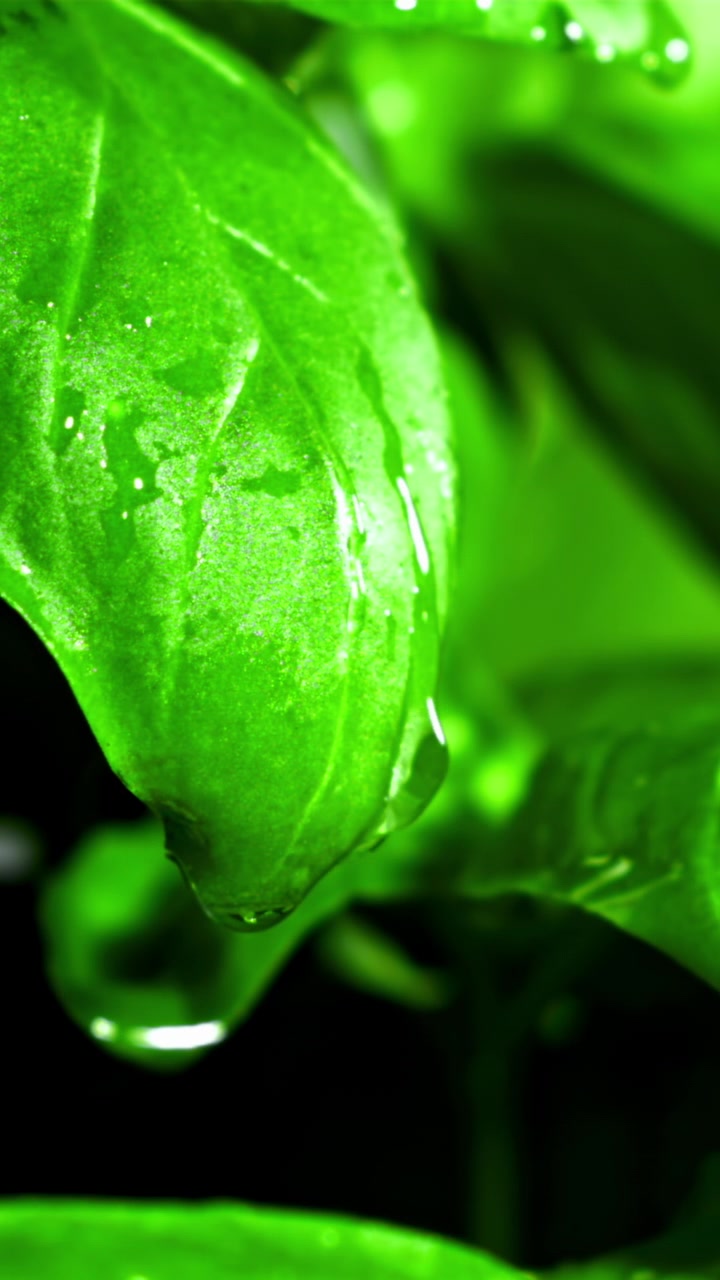 Scatto macro di una goccia d'acqua che gocciola da una foglia verde fresca