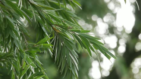 glowing sunshine through tree leaves fluttering in the wind backlit