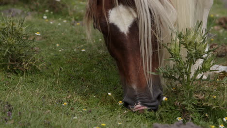 caballo pastando en un campo