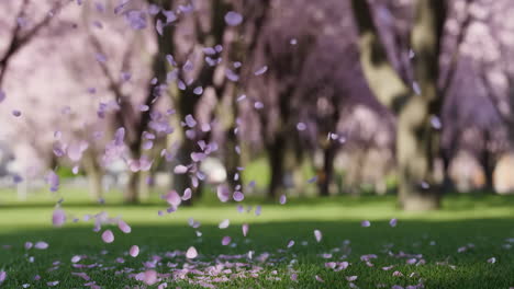 cherry blossom petals falling on green grass