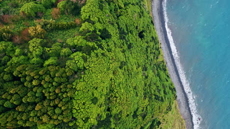 green tropic coastline aerial view. stunning tranquil nature landscape at shore.