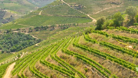 Weinbergterrassen-In-Der-Douro-Region-In-Portugal,-Geburtsort-Des-Portweins