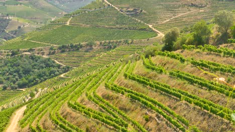 terrazas de viñedos en la región del douro de portugal, lugar de nacimiento del vino de oporto