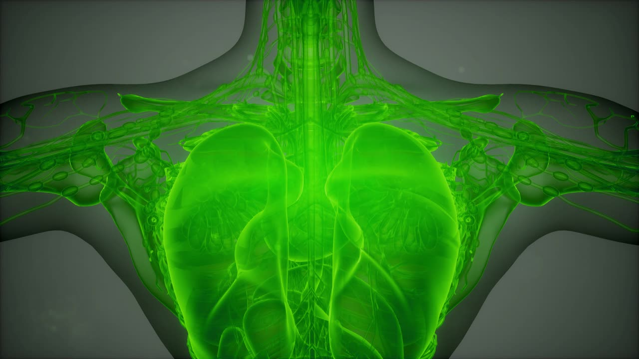 3d 자기 공명 이미지 스캔