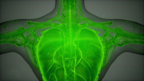 escaneo de imágenes de resonancia magnética en 3d