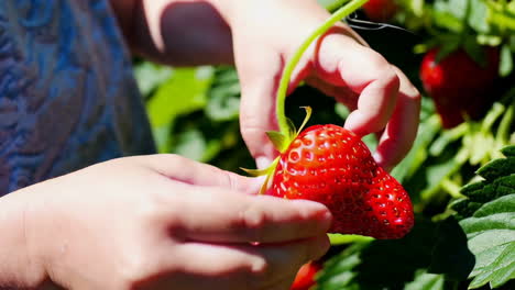 child picking strawberries
