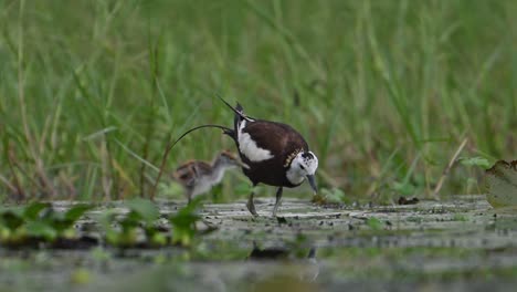 Jacana-De-Cola-De-Faisán-Alimentándose-Con-Polluelos