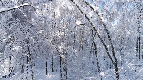 Verschneite-Äste-Im-Wald.-Wintermärchen-Hintergrund