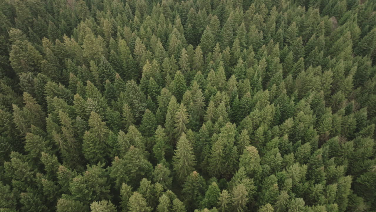 Aerial of a fir tree forest