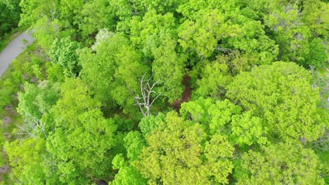 Drone-Volando-Hacia-Adelante-Sobre-Un-Hermoso-Bosque-Verde