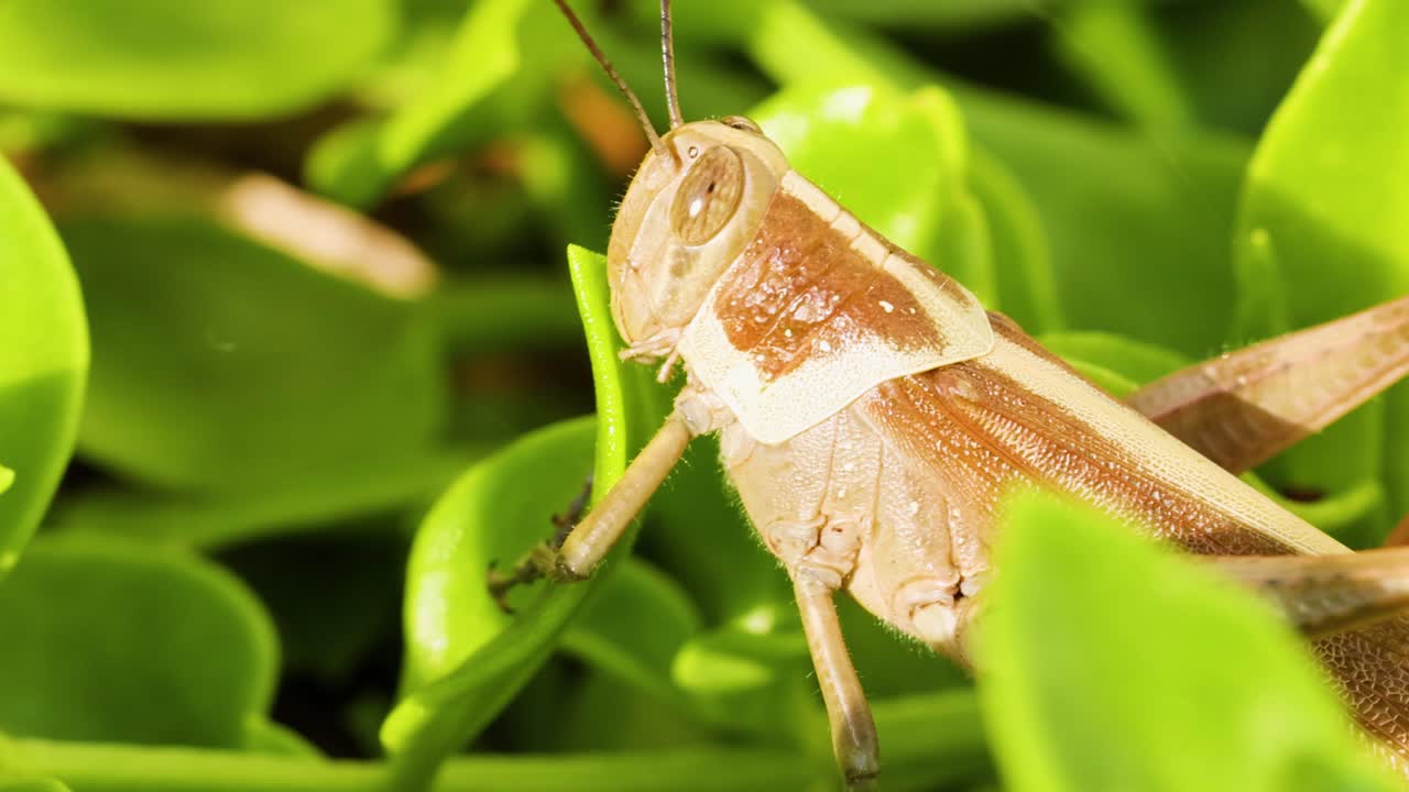 초록색 잎 위 에 움직이는 메기 의 근접 사진