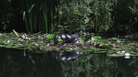 Eine-Familie-Junger-Blässhühner,-Fulica-Atra,-Auf-Einem-Nest-Am-Rand-Eines-Kanals