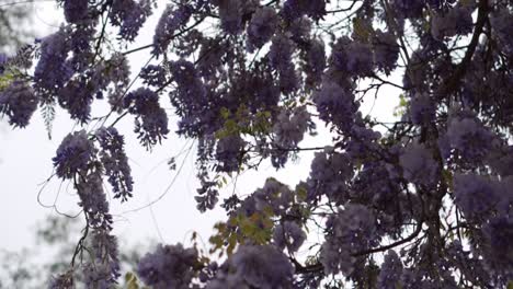 Inclinación-De-Mano-Hacia-Abajo-De-Ramas-Llenas-De-Flores-De-Color-Púrpura-En-Un-Día-Nublado