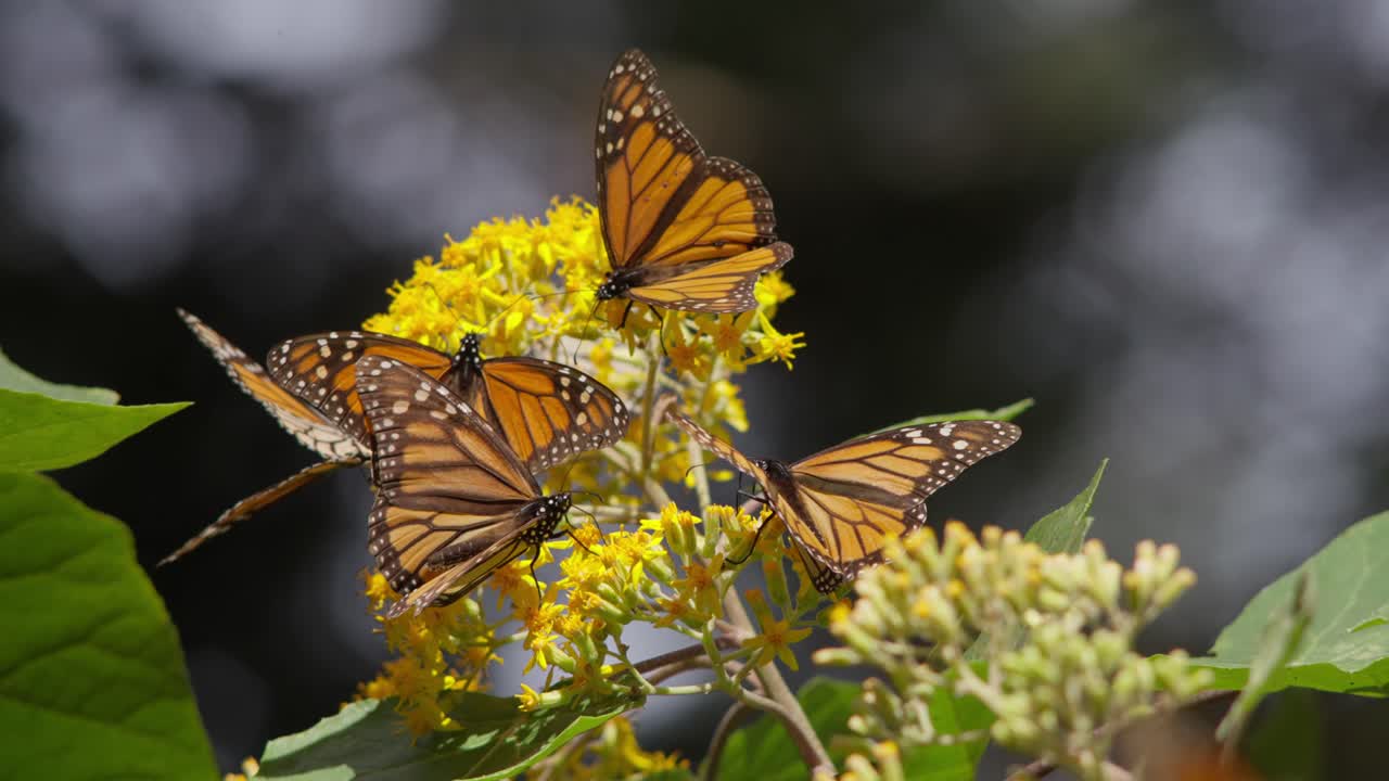 CLOSE UP ZOOM OUT SHOT OF MONARCH BUTTERFLIES AT EL ROSARIO SANCTUARY IN MICHOACÁN