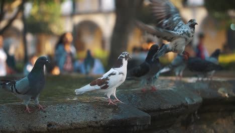 Grupo-De-Palomas-Blancas-Y-Grises-Paradas-Y-Volando-En-Una-Fuente-A-Cámara-Lenta-En-Antigua-Guatemala