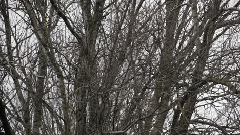 Limbs-and-branches-on-Leafless-trees-swaying-in-extreme-high-winter-wind,-England