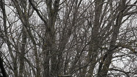 limbs and branches on leafless trees swaying in extreme high winter wind, england