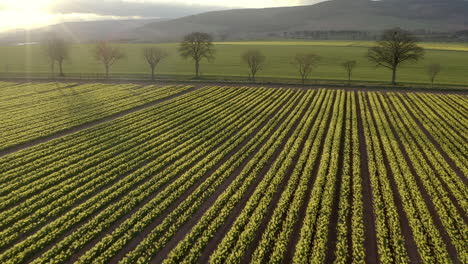 Una-Vista-Aérea-Que-Viaja-Hacia-Los-árboles-Sobre-Un-Campo-De-Narcisos-Amarillos-Cuando-El-Sol-De-Primavera-Comienza-A-Ponerse,-Aberdeenshire,-Escocia