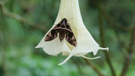 Eine-Aufnahme-Aus-Der-Ferne,-Während-Sie-Auf-Der-Blume-Sitzt,-Die-Sich-Mit-Dem-Wind-Bewegt