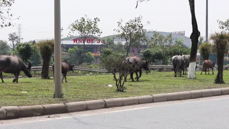 buffaloes grazing near a street with motorbike passing