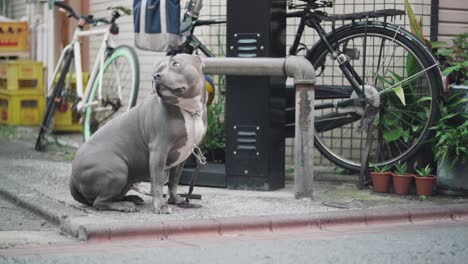 un perro pitbull mirando a la gente pasar mientras espera a su dueño afuera en tokio, japón - plano medio