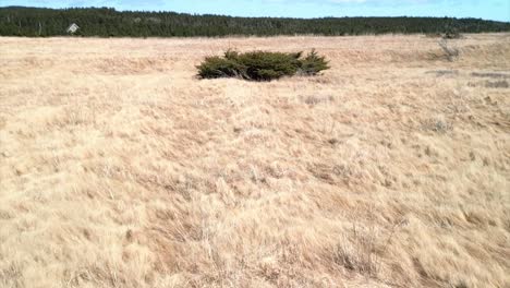 Drone-video-focussed-on-a-tree-moving-backwards-to-reveal-the-closeness-to-a-giant-cliff