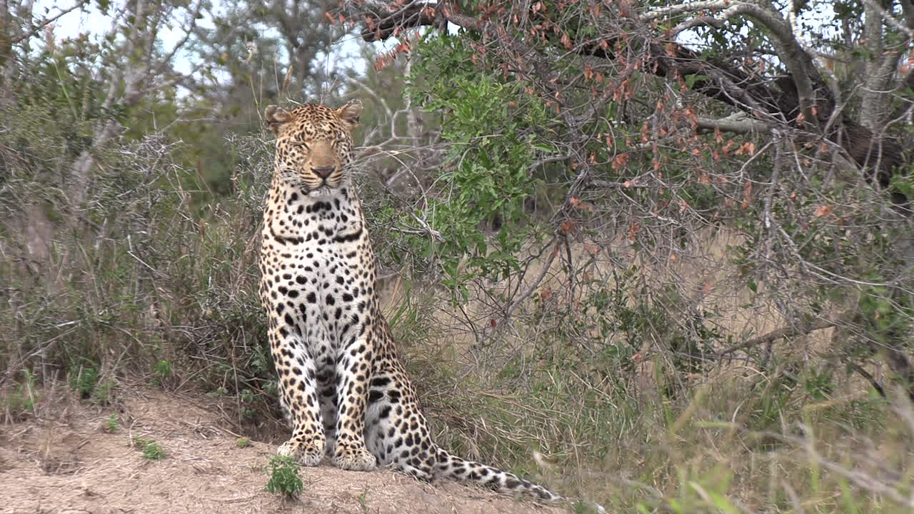 leopardo observando los alrededores en el parque de caza africano