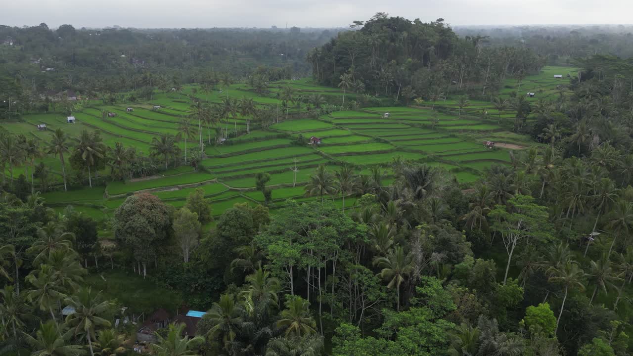 campos de arroz verdes vibrantes y brumosos en el bali tropical, girando desde el aire