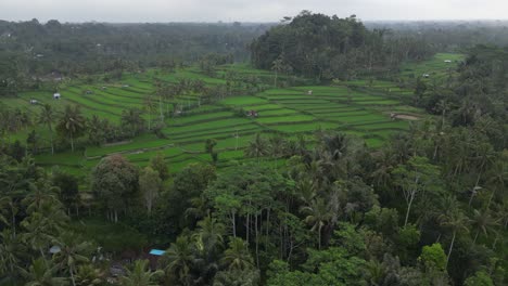 campos de arroz verdes vibrantes y brumosos en el bali tropical, girando desde el aire
