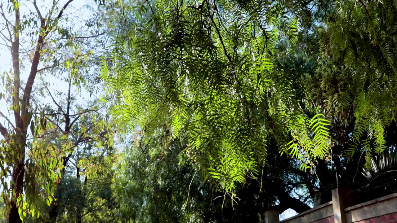 Green leaves gently sway in the sunlight, creating a serene and natural atmosphere with dynamic lighting and movement