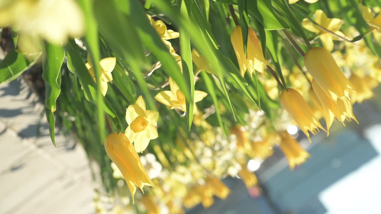 카우나스, 리투아니아에서 봄 꽃의 근접 촬영 보기