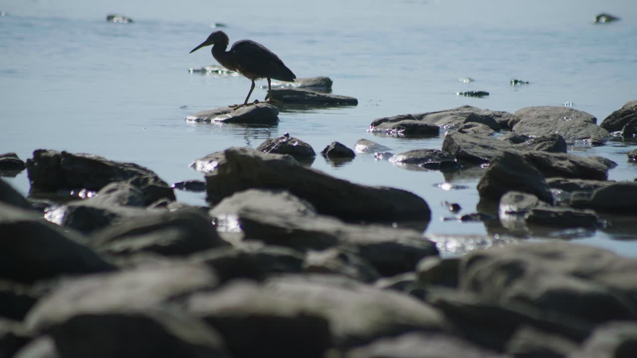 새끼 카루히루히 가 식사 를 마치고 참을성 있게 기다리는 감동적 인 순간 을 포착 하십시오. 이 순간 은 어린 야생 동물 의 사랑스러운 조용 함 과 순수성 을 보여줍니다.