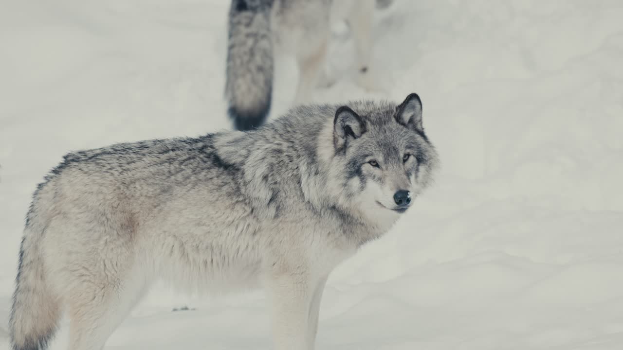 manada de lobos grises árticos en un paisaje de bosque nevado
