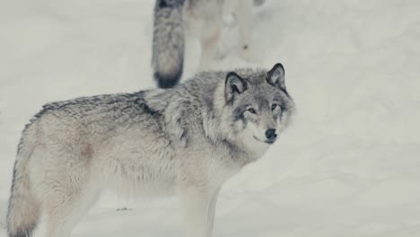 Pack-Of-Arctic-Gray-Wolves-In-Snowy-Forest-Landscape