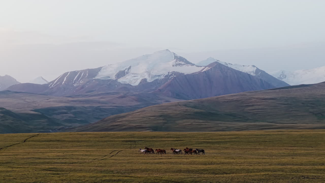 Herd Of Horses Running Over Lush Green Pasture In The Tian Shan Mountains Of Kyrgyzstan. Aerial Shot
