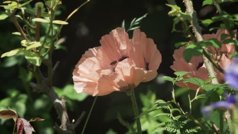 Biene-Landet-Auf-Rosafarbener-Mohnblume,-Angezogen-Von-Ihrem-Süßen-Nektar,-Zeitlupe