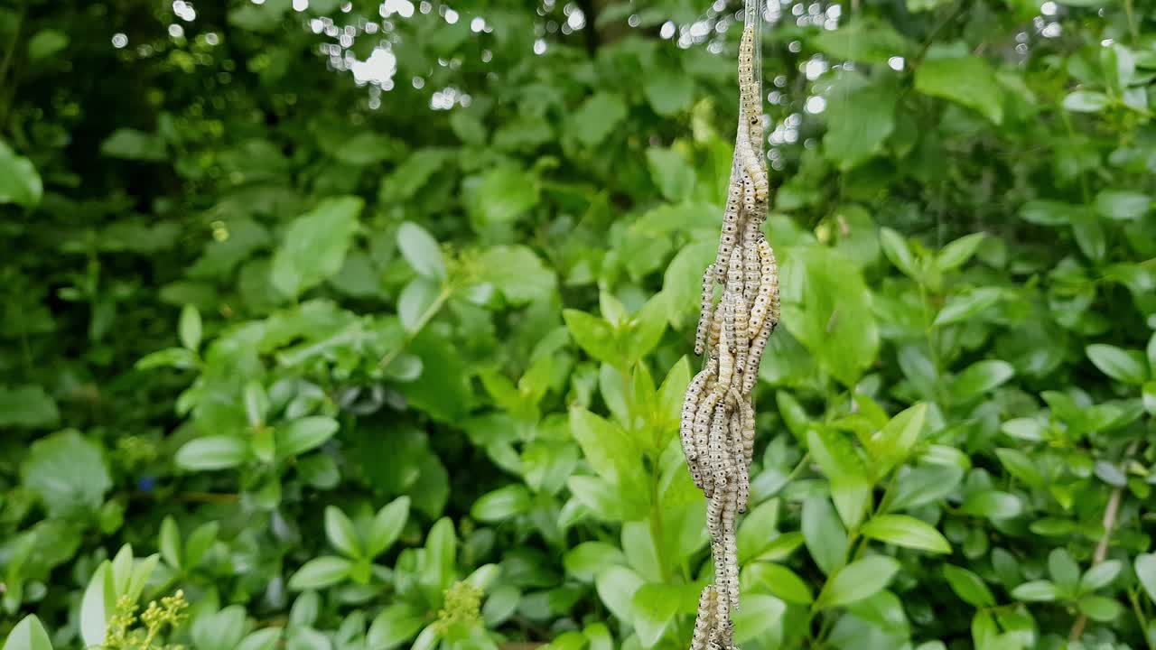 tiempo real de las orugas de la polilla del armiño, yponomeutidae, colgando de una hebra de telaraña de seda en el reino unido