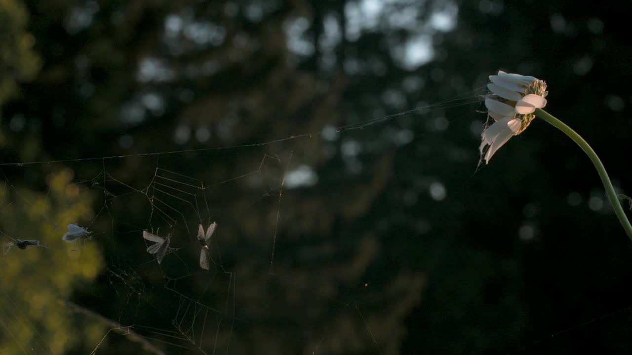 데이지와 거미줄